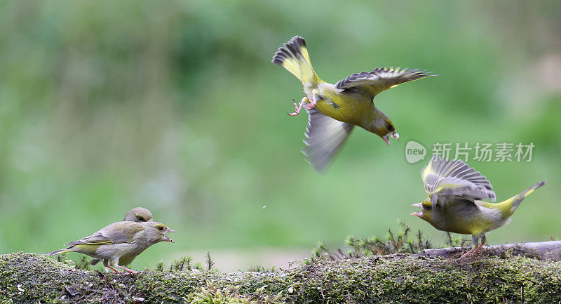 欧洲绿翅雀(Chloris Chloris):两只雄性为食物而战